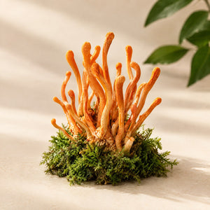 Cordyceps illustration