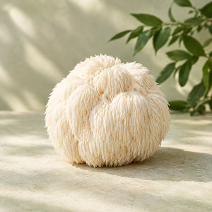 Lion’s Mane illustration